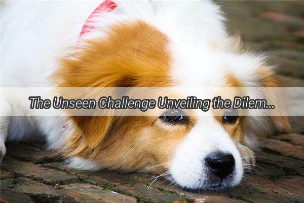 The Unseen Challenge Unveiling the Dilemma of Inflammatory Discharges in Our Furry Companions